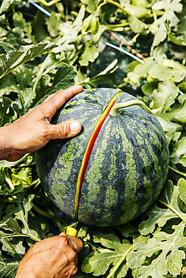 포토 JPG 주간 손 여름음식 수박 야외 신체부위 잡기 자르기 경상북도 특산물 고령 제철과일 국내포토 자연요소 음식 과일 모션 사람 경상도 제철 파일형식 여름_계절