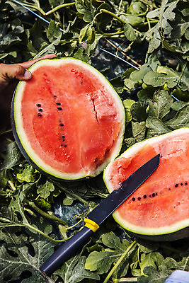 포토 JPG 주간 손 단면 여름음식 수박 야외 신체부위 경상북도 특산물 슬라이스 식칼 고령 제철과일 국내포토 자연요소 음식 과일 주방용품 사람 경상도 제철 파일형식 여름_계절