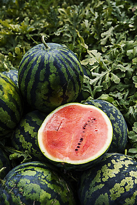 포토 JPG 주간 단면 여름음식 수박 사람없음 야외 경상북도 특산물 고령 제철과일 과채 국내포토 자연요소 음식 채소 과일 경상도 제철 파일형식 여름_계절