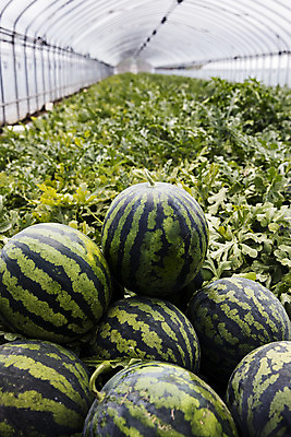 포토 JPG 주간 여름음식 수박 실내 사람없음 경상북도 특산물 비닐하우스 고령 수박밭 제철과일 과채 국내포토 자연요소 음식 밭 농업 채소 과일 내부 경상도 제철 파일형식 여름_계절