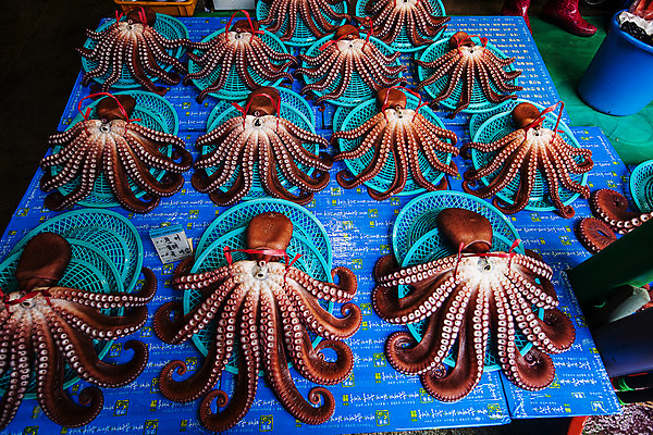 포토 JPG 사람없음 소쿠리 경상북도 문어 수산시장 포항 국내포토 연체동물 바구니 수중동물 시장 경상도 파일형식