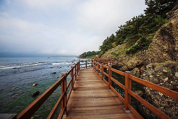포토 JPG 주간 나무 구름 길 바다 하늘 해변 사람없음 야외 바위 경상북도 동해 나무다리 포항 국내포토 자연요소 식물 한국 돌_바위 다리_건축물 경상도 파일형식