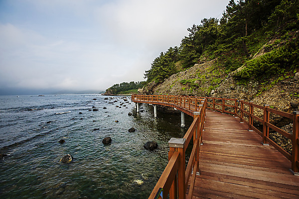 포토 JPG 주간 나무 구름 길 바다 하늘 해변 사람없음 야외 바위 경상북도 동해 나무다리 포항 국내포토 자연요소 식물 한국 돌_바위 다리_건축물 경상도 파일형식