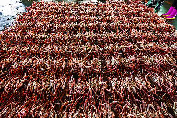 포토 JPG 여러마리 실내 사람없음 경상북도 가득함 특산물 대게 구룡포 포항 국내포토 다수 내부 게 경상도 파일형식