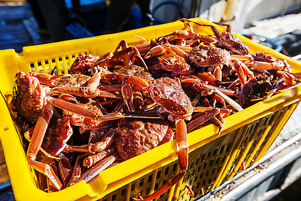 포토 JPG 주간 여러마리 사람없음 야외 경상북도 담기 특산물 대게 구룡포 포항 국내포토 자연요소 다수 모션 게 경상도 파일형식