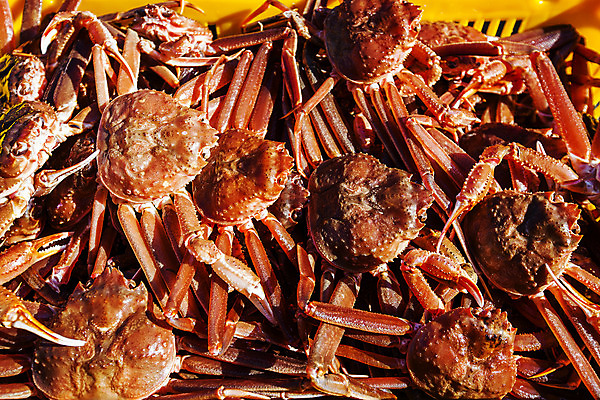 포토 JPG 여러마리 사람없음 경상북도 특산물 대게 구룡포 포항 국내포토 다수 게 경상도 파일형식