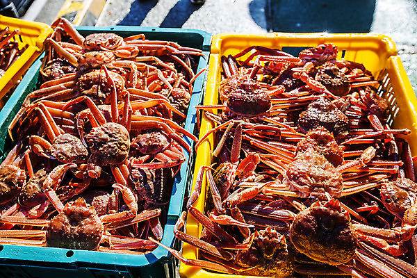 포토 JPG 주간 사람없음 야외 바구니 경상북도 가득함 담기 특산물 대게 구룡포 포항 국내포토 자연요소 모션 게 경상도 파일형식