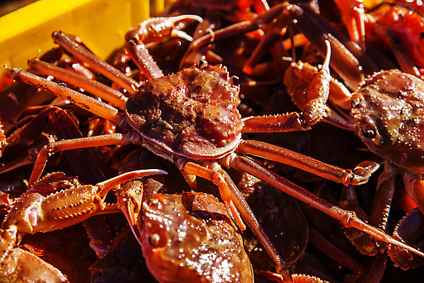 포토 JPG 여러마리 사람없음 경상북도 특산물 대게 구룡포 포항 국내포토 다수 게 경상도 파일형식