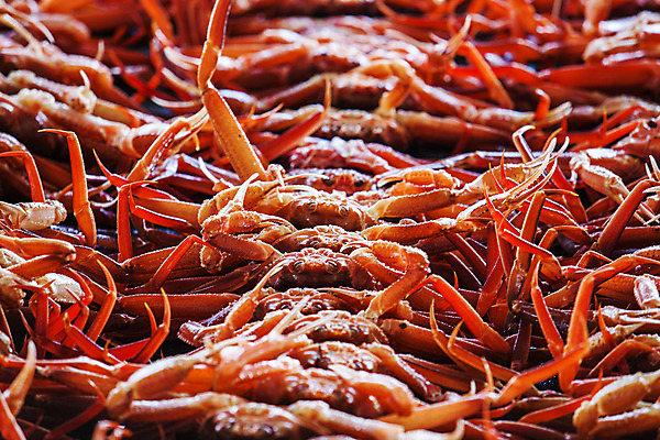 포토 JPG 여러마리 사람없음 경상북도 가득함 특산물 대게 구룡포 포항 국내포토 다수 게 경상도 파일형식