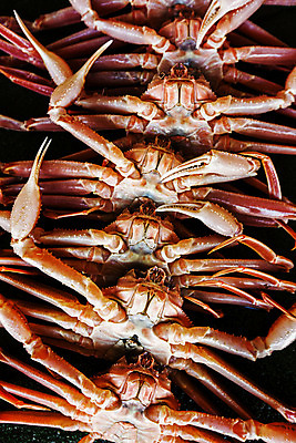 포토 JPG 여러마리 사람없음 경상북도 특산물 대게 구룡포 포항 국내포토 다수 게 경상도 파일형식