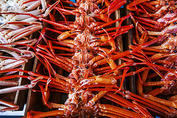 포토 JPG 여러마리 사람없음 경상북도 특산물 대게 구룡포 포항 국내포토 다수 게 경상도 파일형식