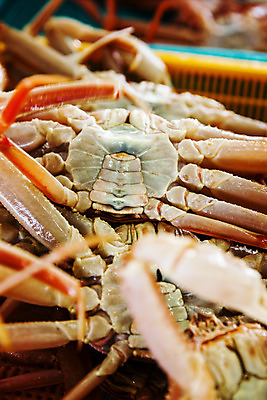 포토 JPG 근접촬영 사람없음 아웃포커스 경상북도 특산물 대게 구룡포 포항 국내포토 뷰포인트 촬영기법 게 경상도 파일형식