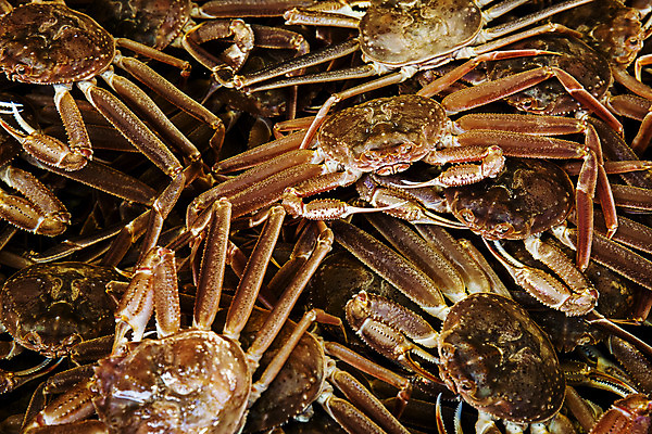 포토 JPG 여러마리 사람없음 경상북도 가득함 특산물 대게 구룡포 포항 국내포토 다수 게 경상도 파일형식