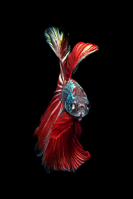 포토 JPG 해외이미지 한마리 검은배경 어류 사람없음 반려동물 꼬리 지느러미 베타 해외포토 동물 1 백그라운드 검은색 수중동물 파일형식