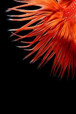 포토 JPG 해외이미지 한마리 검은배경 어류 사람없음 반려동물 꼬리 지느러미 베타 해외포토 동물 1 백그라운드 검은색 수중동물 파일형식