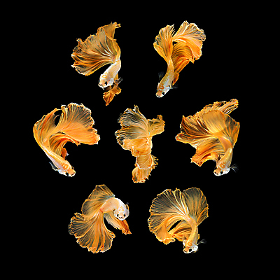 포토 JPG 해외이미지 여러마리 검은배경 어류 사람없음 반려동물 꼬리 지느러미 베타 해외포토 동물 다수 백그라운드 검은색 수중동물 파일형식