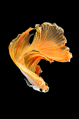 포토 JPG 해외이미지 한마리 검은배경 어류 사람없음 반려동물 꼬리 지느러미 베타 해외포토 동물 1 백그라운드 검은색 수중동물 파일형식