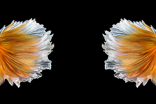 포토 JPG 해외이미지 두마리 검은배경 어류 사람없음 반려동물 꼬리 지느러미 베타 해외포토 동물 백그라운드 2 검은색 수중동물 파일형식