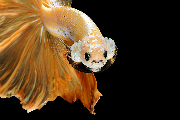 포토 JPG 해외이미지 한마리 검은배경 어류 사람없음 반려동물 꼬리 지느러미 베타 해외포토 동물 1 백그라운드 검은색 수중동물 파일형식