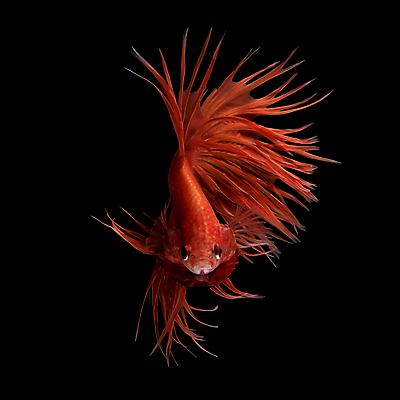 포토 JPG 해외이미지 한마리 검은배경 어류 사람없음 반려동물 꼬리 지느러미 베타 해외포토 동물 1 백그라운드 검은색 수중동물 파일형식