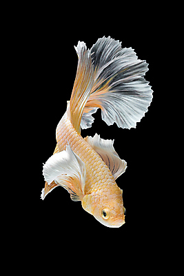 포토 JPG 해외이미지 한마리 검은배경 어류 사람없음 반려동물 꼬리 지느러미 베타 해외포토 동물 1 백그라운드 검은색 수중동물 파일형식