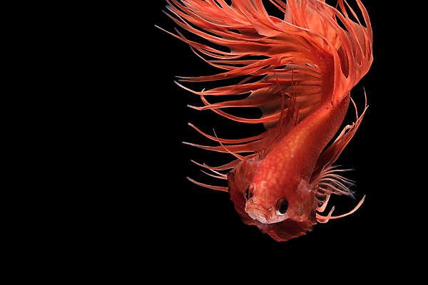 포토 JPG 해외이미지 한마리 검은배경 어류 사람없음 반려동물 꼬리 지느러미 베타 해외포토 동물 1 백그라운드 검은색 수중동물 파일형식