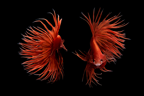 포토 JPG 해외이미지 두마리 검은배경 어류 사람없음 반려동물 꼬리 지느러미 베타 해외포토 동물 백그라운드 2 검은색 수중동물 파일형식