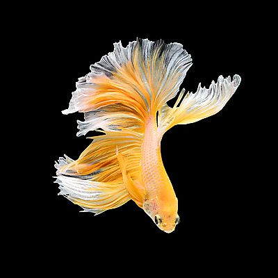 포토 JPG 해외이미지 한마리 검은배경 어류 사람없음 반려동물 꼬리 지느러미 베타 해외포토 동물 1 백그라운드 검은색 수중동물 파일형식