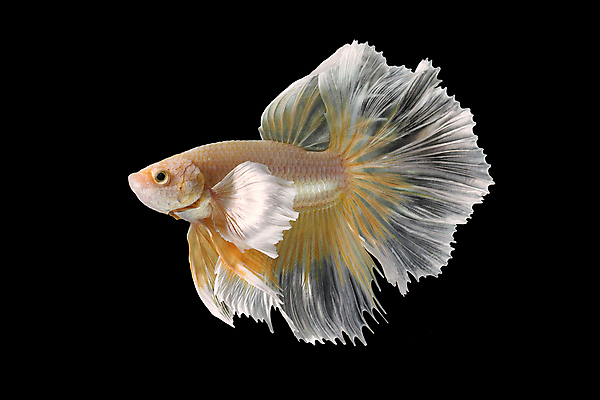 포토 JPG 해외이미지 한마리 검은배경 어류 사람없음 반려동물 꼬리 지느러미 베타 해외포토 동물 1 백그라운드 검은색 수중동물 파일형식