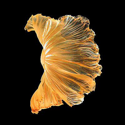 포토 JPG 해외이미지 한마리 검은배경 어류 사람없음 반려동물 꼬리 지느러미 베타 해외포토 동물 1 백그라운드 검은색 수중동물 파일형식