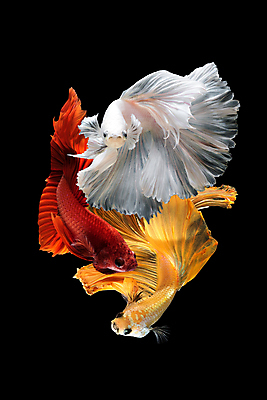 포토 JPG 해외이미지 한마리 검은배경 세마리 어류 사람없음 반려동물 꼬리 지느러미 베타 해외포토 동물 1 백그라운드 3 검은색 수중동물 파일형식