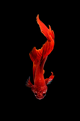 포토 JPG 해외이미지 한마리 검은배경 어류 사람없음 반려동물 꼬리 지느러미 베타 해외포토 동물 1 백그라운드 검은색 수중동물 파일형식