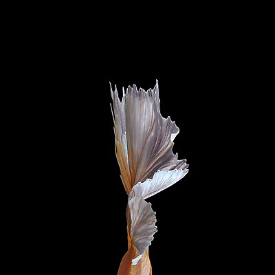 포토 JPG 해외이미지 한마리 검은배경 어류 사람없음 반려동물 꼬리 지느러미 베타 해외포토 동물 1 백그라운드 검은색 수중동물 파일형식