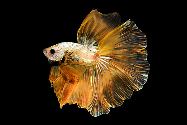 포토 JPG 해외이미지 한마리 검은배경 어류 사람없음 반려동물 꼬리 지느러미 베타 해외포토 동물 1 백그라운드 검은색 수중동물 파일형식