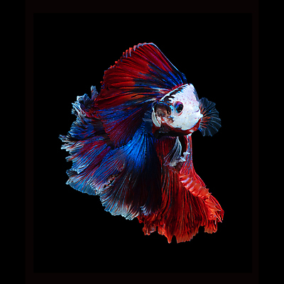 포토 JPG 해외이미지 한마리 검은배경 어류 사람없음 반려동물 꼬리 지느러미 베타 해외포토 동물 1 백그라운드 검은색 수중동물 파일형식