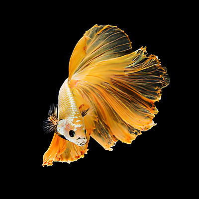 포토 JPG 해외이미지 한마리 검은배경 어류 사람없음 반려동물 꼬리 지느러미 베타 해외포토 동물 1 백그라운드 검은색 수중동물 파일형식