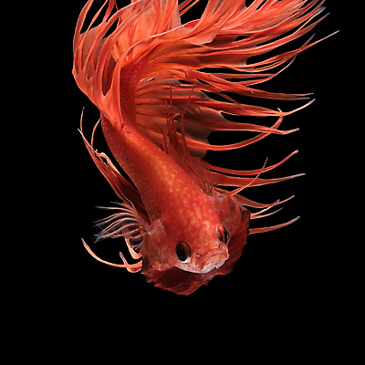 포토 JPG 해외이미지 한마리 검은배경 어류 사람없음 반려동물 꼬리 지느러미 베타 해외포토 동물 1 백그라운드 검은색 수중동물 파일형식
