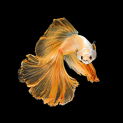 포토 JPG 해외이미지 한마리 검은배경 어류 사람없음 반려동물 꼬리 지느러미 베타 해외포토 동물 1 백그라운드 검은색 수중동물 파일형식