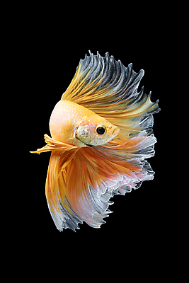 포토 JPG 해외이미지 한마리 검은배경 어류 사람없음 반려동물 꼬리 지느러미 베타 해외포토 동물 1 백그라운드 검은색 수중동물 파일형식