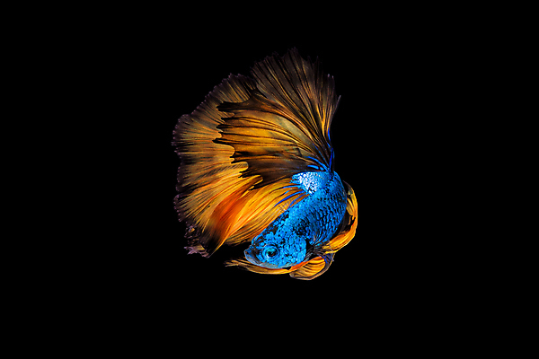 포토 JPG 해외이미지 한마리 검은배경 어류 사람없음 반려동물 꼬리 지느러미 베타 해외포토 동물 1 백그라운드 검은색 수중동물 파일형식