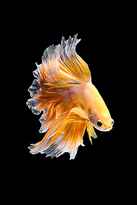 포토 JPG 해외이미지 한마리 검은배경 어류 사람없음 반려동물 꼬리 지느러미 베타 해외포토 동물 1 백그라운드 검은색 수중동물 파일형식