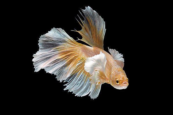 포토 JPG 해외이미지 한마리 검은배경 어류 사람없음 반려동물 꼬리 지느러미 베타 해외포토 동물 1 백그라운드 검은색 수중동물 파일형식