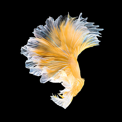 포토 JPG 해외이미지 한마리 검은배경 어류 사람없음 반려동물 꼬리 지느러미 베타 해외포토 동물 1 백그라운드 검은색 수중동물 파일형식