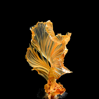 포토 JPG 해외이미지 한마리 검은배경 어류 사람없음 반려동물 꼬리 지느러미 베타 해외포토 동물 1 백그라운드 검은색 수중동물 파일형식