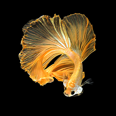 포토 JPG 해외이미지 한마리 검은배경 어류 사람없음 반려동물 꼬리 지느러미 베타 해외포토 동물 1 백그라운드 검은색 수중동물 파일형식