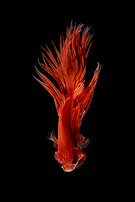 포토 JPG 해외이미지 한마리 검은배경 어류 사람없음 반려동물 꼬리 지느러미 베타 해외포토 동물 1 백그라운드 검은색 수중동물 파일형식