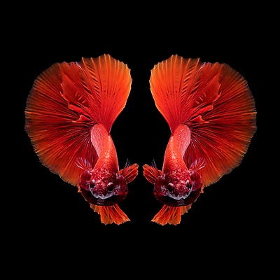 포토 JPG 해외이미지 두마리 검은배경 어류 사람없음 반려동물 꼬리 지느러미 베타 해외포토 동물 백그라운드 2 검은색 수중동물 파일형식