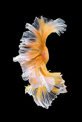 포토 JPG 해외이미지 한마리 검은배경 어류 사람없음 반려동물 꼬리 지느러미 베타 해외포토 동물 1 백그라운드 검은색 수중동물 파일형식