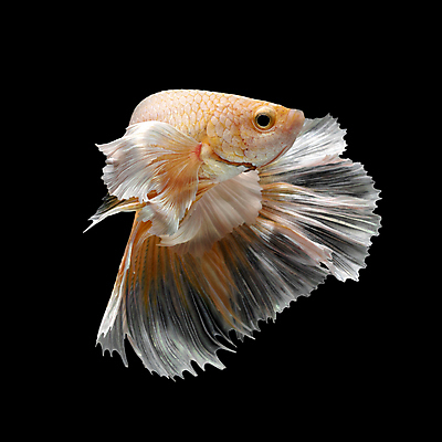포토 JPG 해외이미지 한마리 검은배경 어류 사람없음 반려동물 꼬리 지느러미 베타 해외포토 동물 1 백그라운드 검은색 수중동물 파일형식