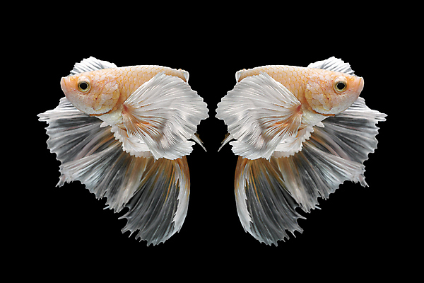 포토 JPG 해외이미지 두마리 검은배경 어류 사람없음 반려동물 꼬리 지느러미 베타 해외포토 동물 백그라운드 2 검은색 수중동물 파일형식